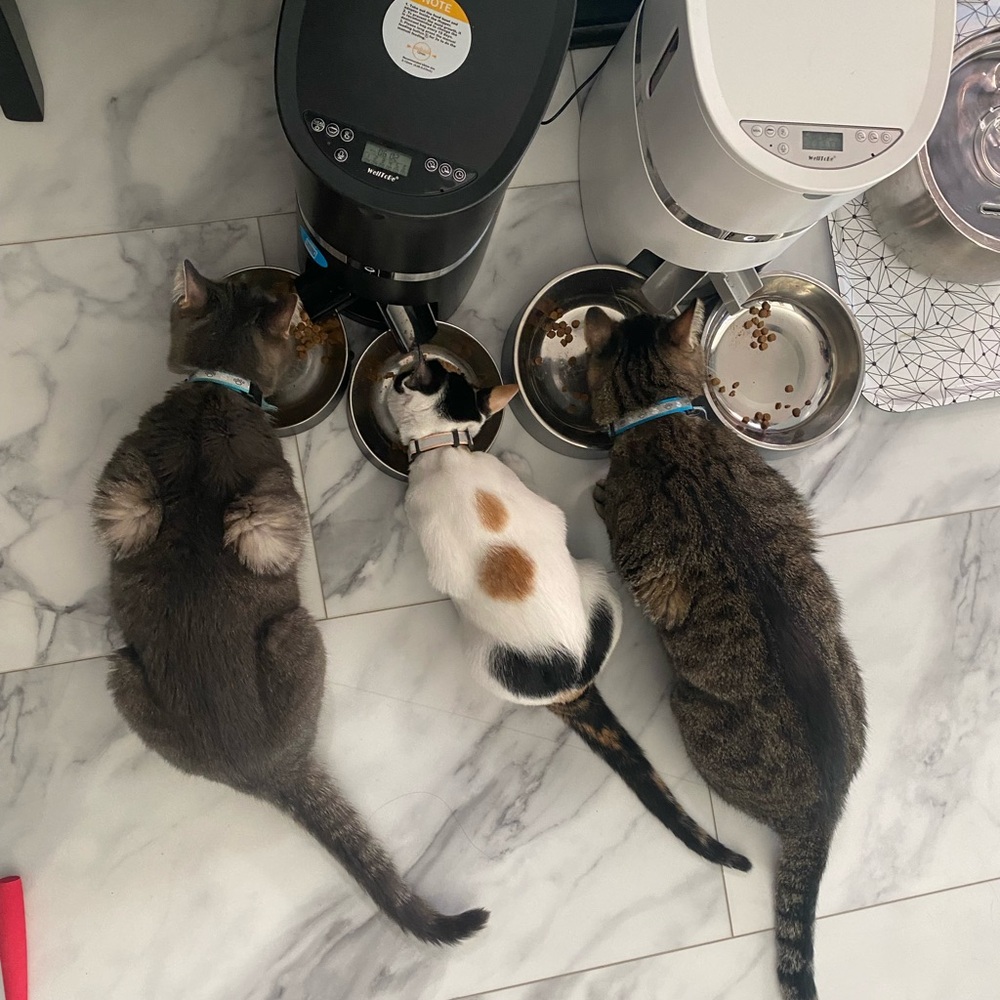 Meet your Posher, Roxanne - Picture 2 of 11